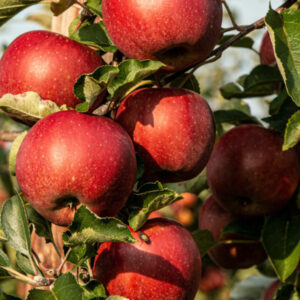 Appels
