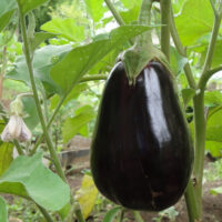 Aubergines