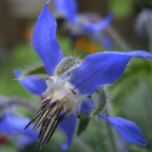 Borage blauw of wit (Komkommerkruid) - Afbeelding 2