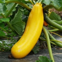 Courgettes geel