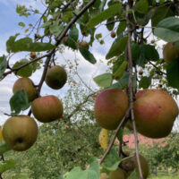 Goudreinet appels