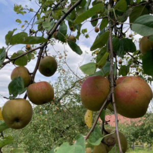 Goudreinet appels