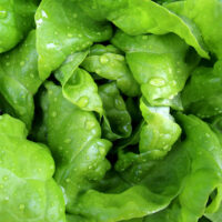 Kropsla