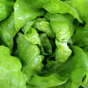 Kropsla