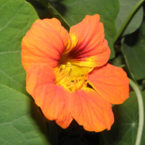 Oost-Indische kers bloem - Afbeelding 2