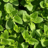 Oregano