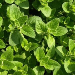 Oregano