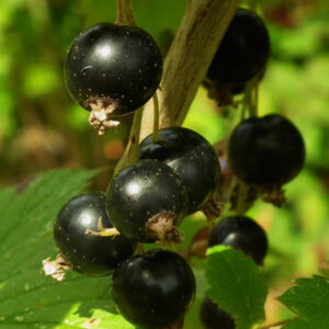 Zwarte bessen