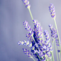 Lavendel