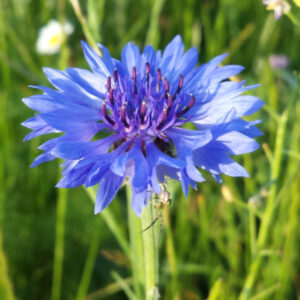 Korenbloemen blauw - Afbeelding 2