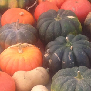 Muskat de Provence