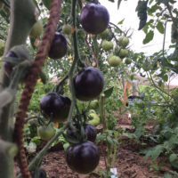 Chocolate tomaten klein