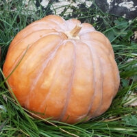 Porseleinpompoen (roze)