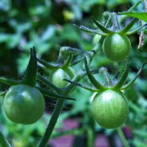 Groene (zebra) tomaten