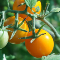 Oranje tomaten