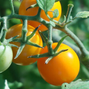 Oranje tomaten