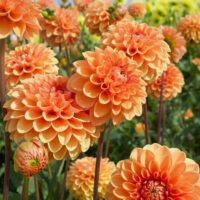 Eetbare Dahlia