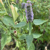 Dropplant (Agastache)