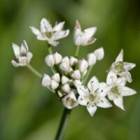 Knoflookbieslook bloem