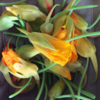 Oost-Indische kers in knop