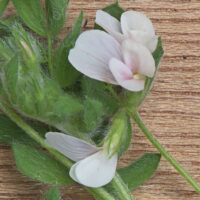 Peulbloemen