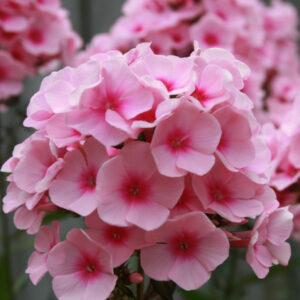 Phlox - Afbeelding 2