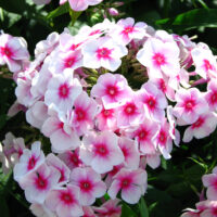 Phlox