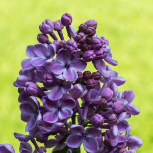 Eetbare seringbloemen - Afbeelding 2