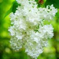 Eetbare seringbloemen