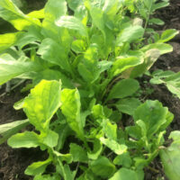 Rucola