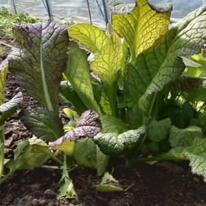 Amsoi blad - Afbeelding 2