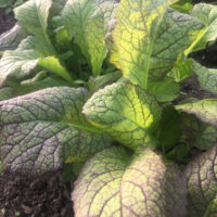 Amsoi blad