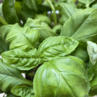 Basilicum (groen)