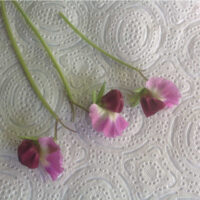 Capucijnerbloemen