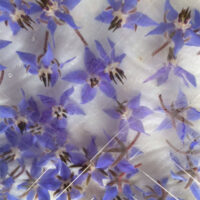 Borage blauw of wit (Komkommerkruid)