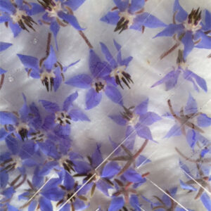 Borage blauw of wit (Komkommerkruid)