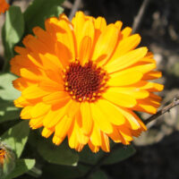 Goudsbloemen