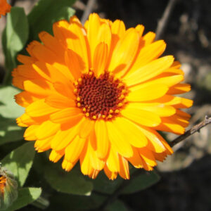 Goudsbloemen