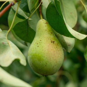 Handperen - Afbeelding 2