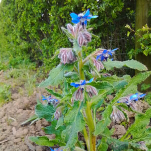 Borage blauw of wit (Komkommerkruid) - Afbeelding 3