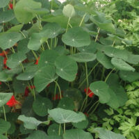 Oost-Indische kers blad