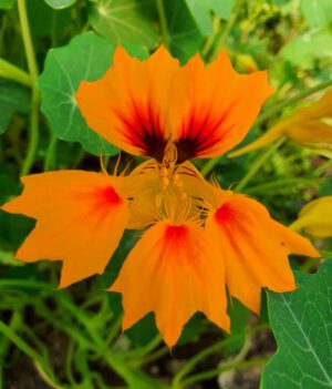 Oost-Indische kers bloem - Afbeelding 3