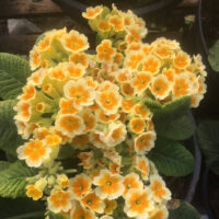 Eetbare primula (klein)