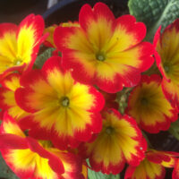 Eetbare primula (groot)