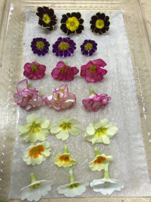 Eetbare primula (groot) - Afbeelding 3