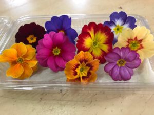 Eetbare primula (groot) - Afbeelding 2