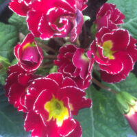Eetbare Primula Bellisima