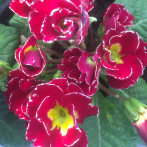 Eetbare Primula Bellisima