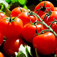 Tomaten groot