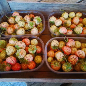 Aardbei wit